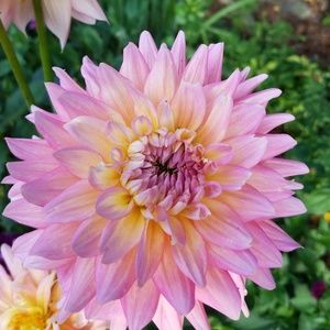 Meet your Posher, Mckenna